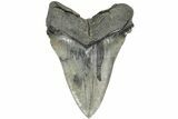 Huge, 5.81" Fossil Megalodon Tooth - Sharp Serrations - #203031-2